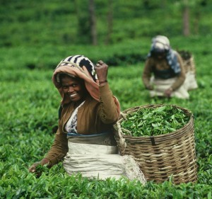 tea_producer1(1)